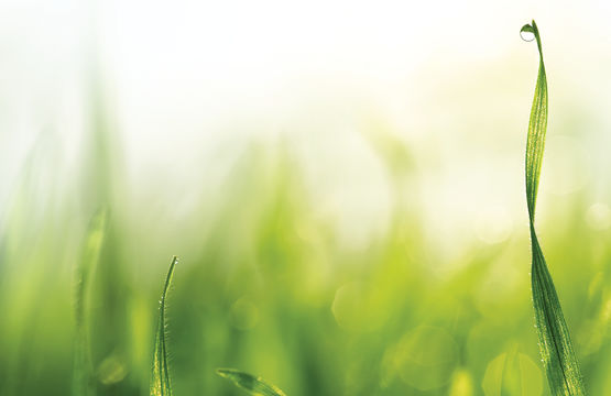 “Sufletul plantelor” –  o incursiune în suprasensibil